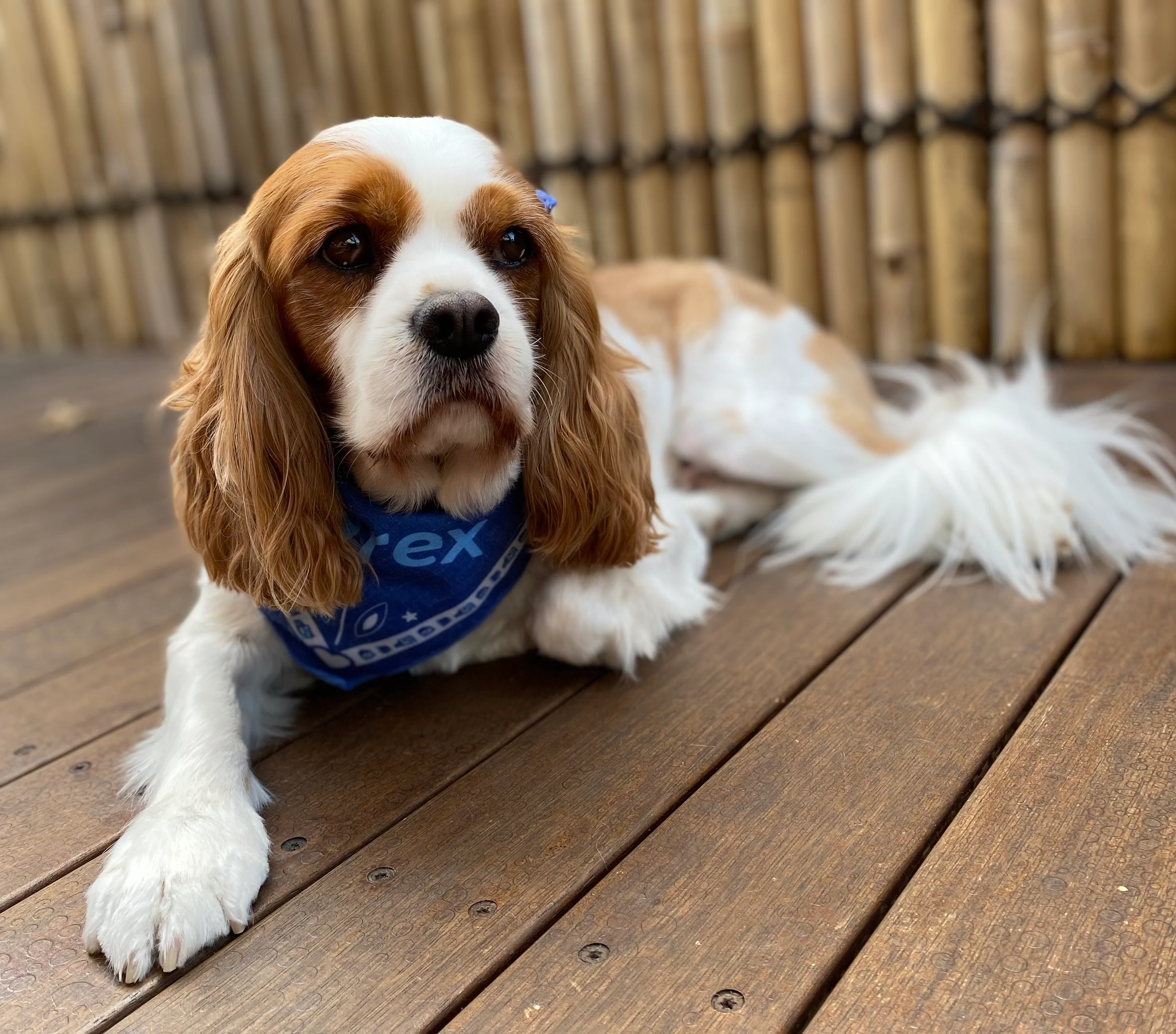 Baxter, a King Charles Cavalier Spaniel, lying on a wooden deck